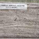 GP FOSSILIZE IVORY R/T 10x30cm COTTO*คลิกดูรายละเอียดเพิ่มเติมนะคะ 0
